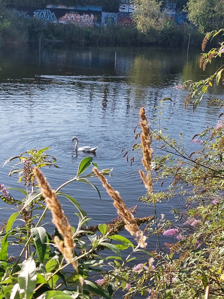 Wielsmoera met een zwaan